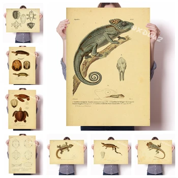 Vintage ilustracija iz kraft-papira u stilu udžbenik ukrasne slikarstvo na platnu plakat kameleon gušter kornjača slikarstvo o277